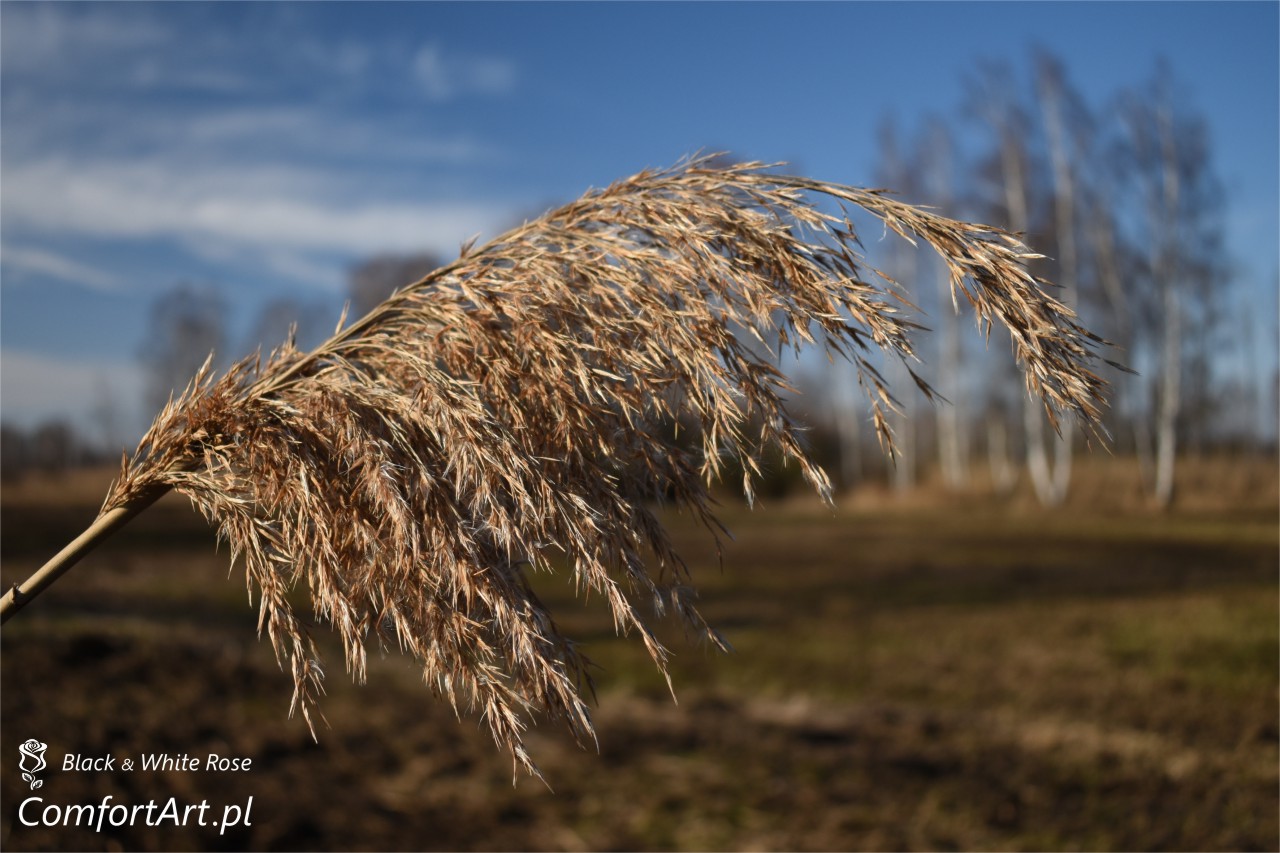 Torfowisko Wielkie Błoto trawa